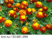 Цветущие бархатцы (лат. Tagetes) на клумбе в саду. Стоковое фото, фотограф Елена Коромыслова / Фотобанк Лори