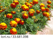 Бархатцы (лат. Tagetes) цветут на клумбе в саду. Стоковое фото, фотограф Елена Коромыслова / Фотобанк Лори