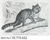 Тигровая кошка (Felis tigrina)- рисунок из книги А. Брэма "Жизнь животных" 1896г. Стоковая иллюстрация, иллюстратор Вера Смолянинова / Фотобанк Лори