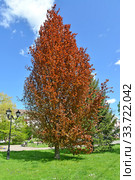 Бук лесной пурпуролистный пирамидальный (Fagus sylvatica L., f. Purpurea) на улице Калининграда. Стоковое фото, фотограф Ирина Борсученко / Фотобанк Лори