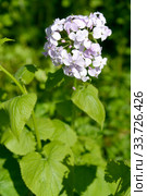 Лунник оживающий (Lunaria rediviva L.). Соцветие крупным планом. Стоковое фото, фотограф Ирина Борсученко / Фотобанк Лори