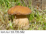 Белый гриб (лат. Boletus edulis) в лесу крупным планом. Стоковое фото, фотограф Елена Коромыслова / Фотобанк Лори
