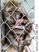 Обезьяна в клетке. Rhesus Macaque - Macaca mulatta (2019 год). Стоковое фото, фотограф Евгений Ткачёв / Фотобанк Лори