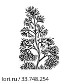 Black outline hand drawing vector illustration of an aquatic decorative plant in the ground in aquarium isolated on a white background. Стоковая иллюстрация, иллюстратор Татьяна Куклина / Фотобанк Лори