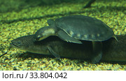 Двухкоготная свинорылая черепаха (Carettochelys insculpta) и электрический угорь (Electrophorus electricus) крупным планом. Стоковое видео, видеограф Евгений Ткачёв / Фотобанк Лори