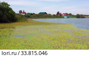 Кубышки на реке Митюш в Бурмистрово / Aerial video of siberian river Miltyush covered by Nuphar flowers. Burmistrovo, Siberia, Russia. Стоковое видео, видеограф Сергей Пристяжнюк (Serg Zastavkin) / Фотобанк Лори