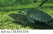 Двухкоготная свинорылая черепаха (Carettochelys insculpta) и электрический угорь (Electrophorus electricus) крупным планом. Стоковое видео, видеограф Евгений Ткачёв / Фотобанк Лори