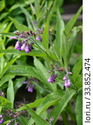 Окопник лекарственный (Symphytum officinale L.). Цветущее растение. Стоковое фото, фотограф Ирина Борсученко / Фотобанк Лори
