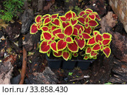 Цветущий Колеус Блюма (Plectranthus scutellarioides) Стоковое фото, фотограф Марина Володько / Фотобанк Лори