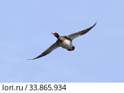 Средний (длинноносый) крохаль (лат. Mergus serrator). Самец утки во время полета весной на Ямале. Стоковое фото, фотограф Григорий Писоцкий / Фотобанк Лори