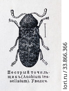 Пестрый точильщик (Anobium tessellatum) — рисунок из книги А. Брэма "Жизнь животных" 1896 г. Стоковая иллюстрация, иллюстратор Вера Смолянинова / Фотобанк Лори