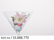 Flower in a martini glass. Close-up for a screensaver. Стоковое фото, фотограф Evgeny Miller / Фотобанк Лори