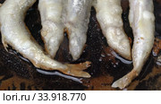 Close-up view of cooking frying capelin fish in iron pan. Broiled caplin fish - Asian cuisine where entire fish, from head to tail, roe and bones. Стоковое видео, видеограф А. А. Пирагис / Фотобанк Лори