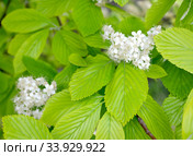 Цветущая рябина ольхолистная (Sorbus alnifolia (Siebold & Zucc.) K. Koch). Стоковое фото, фотограф Ирина Борсученко / Фотобанк Лори
