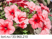 Petunia hybrida in garden. Landscape design. Стоковое фото, фотограф Nataliia Zhekova / Фотобанк Лори