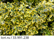 Бересклет Форчуна, сорт Emerald Gold  (Euonymus fortunei). Фон. Стоковое фото, фотограф Ирина Борсученко / Фотобанк Лори