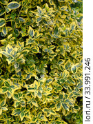 Бересклет Форчуна, сорт Emerald Gold  (Euonymus fortunei). Фон. Стоковое фото, фотограф Ирина Борсученко / Фотобанк Лори