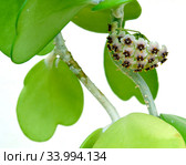 Соцветие хойи  Керри (Hoya kerrii) крупным планом. Стоковое фото, фотограф Ирина Борсученко / Фотобанк Лори