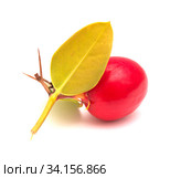Natal plum, Carissa macrocarpa ripe red edible fruit. Стоковое фото, фотограф Tamara Kulikova / Фотобанк Лори