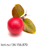 Natal plum, Carissa macrocarpa ripe red edible fruit. Стоковое фото, фотограф Tamara Kulikova / Фотобанк Лори