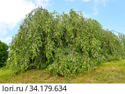 Крона березы плакучей Юнга (Betula pendula 'Youngii') Стоковое фото, фотограф Ирина Борсученко / Фотобанк Лори