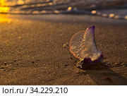 Blue bubble of flotation sail of Portuguese man of war dangerous jellyfish on Las Canteras, afternoon light. Стоковое фото, фотограф Tamara Kulikova / Фотобанк Лори