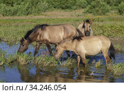 Herd of Wild Konik or Polish primitive horse at the watering hole. Стоковое фото, фотограф Некрасов Андрей / Фотобанк Лори