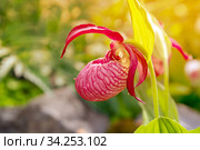 Орхидея Венерин башмачок (Cypripedium macranthon) Стоковое фото, фотограф Евгений Ткачёв / Фотобанк Лори
