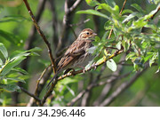 Ocyris pusillus. Овсянка-крошка летом на ветвях ивы. Стоковое фото, фотограф Григорий Писоцкий / Фотобанк Лори