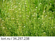Цветущая пастушья сумка обыкновенная (Capsella  bursa-pastoris L.) Стоковое фото, фотограф Ирина Борсученко / Фотобанк Лори