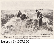 Уборка ржи. На этом поле разыгралось кавалерийское столкновение, завершившее собой Бородинский бой. Бородинское поле в начале 20 века. Иллюстрация из журнала "Нива" 1912 года. Стоковая иллюстрация, иллюстратор Макаров Алексей / Фотобанк Лори