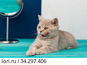 Котенок породы британская короткошерстная лежит на синем деревянном столе и облизывается. Стоковое фото, фотограф Наталья Гармашева / Фотобанк Лори
