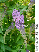 Соцветие буддлеи Давида (Будлеи изменчивой) (Buddleja davidii Franch.) Стоковое фото, фотограф Ирина Борсученко / Фотобанк Лори