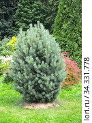 Сосна обыкновенная, сорт Ватерери (Pinus sylvestris Watereri) в ландшафтном дизайне. Стоковое фото, фотограф Ирина Борсученко / Фотобанк Лори