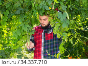 Farmer taking care of Momordica charantia. Стоковое фото, фотограф Яков Филимонов / Фотобанк Лори