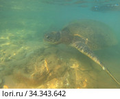 Морская оливковая черепаха (Lepidochelys оливачеа) под водой. Шри-Ланка (2020 год). Стоковое фото, фотограф Виктор Карасев / Фотобанк Лори