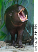 Funny Pygmy hippopotamus (Choeropsis liberiensis) showing its teeth. Female. Стоковое фото, фотограф Валерия Попова / Фотобанк Лори