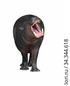 Funny Pygmy hippopotamus (Choeropsis liberiensis) showing its teeth on white background. Стоковое фото, фотограф Валерия Попова / Фотобанк Лори