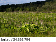 Листья и сухие цветоносы борщевика Сосновского (Heracleum sosnowskyi), растущего вдоль кромки леса (2019 год). Стоковое фото, фотограф Ольга Шуклина / Фотобанк Лори
