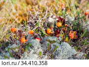 Морошка растет на болоте. Карелия. Россия. Стоковое фото, фотограф Наталья Осипова / Фотобанк Лори