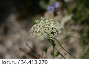 Pimpernel saxifrage (pimpinella saxifraga). Бедренец камнеломковый, многолетнее душистое травянистое растение семейства Зонтичных. Стоковое фото, фотограф irisff / Фотобанк Лори