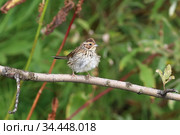 Ocyris pusillus. Овсянка-крошка летом на ветке ивы. Стоковое фото, фотограф Григорий Писоцкий / Фотобанк Лори