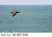 Баклан летит над морем (Phalacrocorax carbo) (2013 год). Редакционное фото, фотограф Щеголева Ольга / Фотобанк Лори