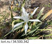 Цветение панкрациума морского или песчаной лилии (лат.- Pancratium maritimum) Стоковое фото, фотограф Irina Opachevsky / Фотобанк Лори