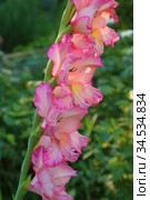Gladiolus corrugated red. Стоковое фото, фотограф Марина Володько / Фотобанк Лори