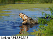 Американский аллигатор (лат. Alligator mississippiensis) отнимает добычу у рыбака. Стоковое фото, фотограф Ирина Кожемякина / Фотобанк Лори