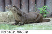 Eurasian otter (Lutra lutra) in summer. Стоковое фото, фотограф Валерия Попова / Фотобанк Лори