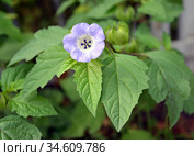 Цветок никандры физалисовидной (Nicandra phisaloides (L.) Gaertn) Стоковое фото, фотограф Ирина Борсученко / Фотобанк Лори