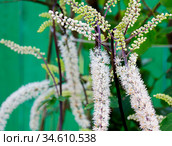 Цветок клопогон (цимицифуга) ( англ. black cohosh, fairy candle) Стоковое фото, фотограф Галина Савина / Фотобанк Лори