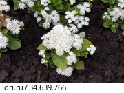 Белый агератум на клумбе. Стоковое фото, фотограф Елена Орлова / Фотобанк Лори